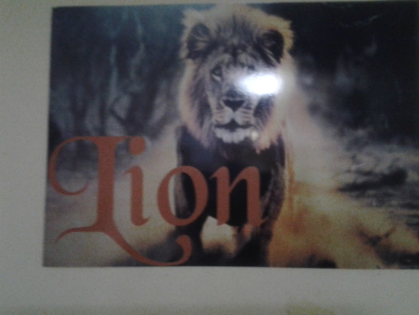 Lion Suite Gallery